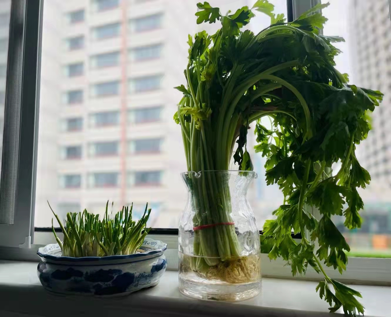 種菜1.jpg 種菜1.jpg