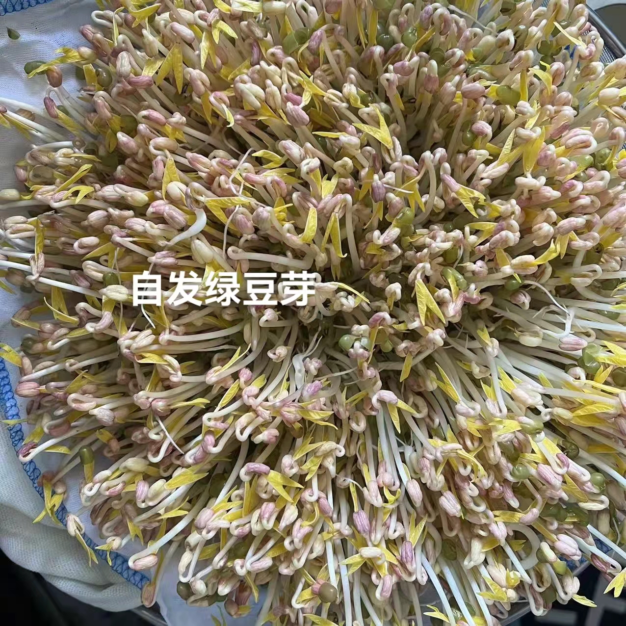 種菜2.jpg 種菜2.jpg